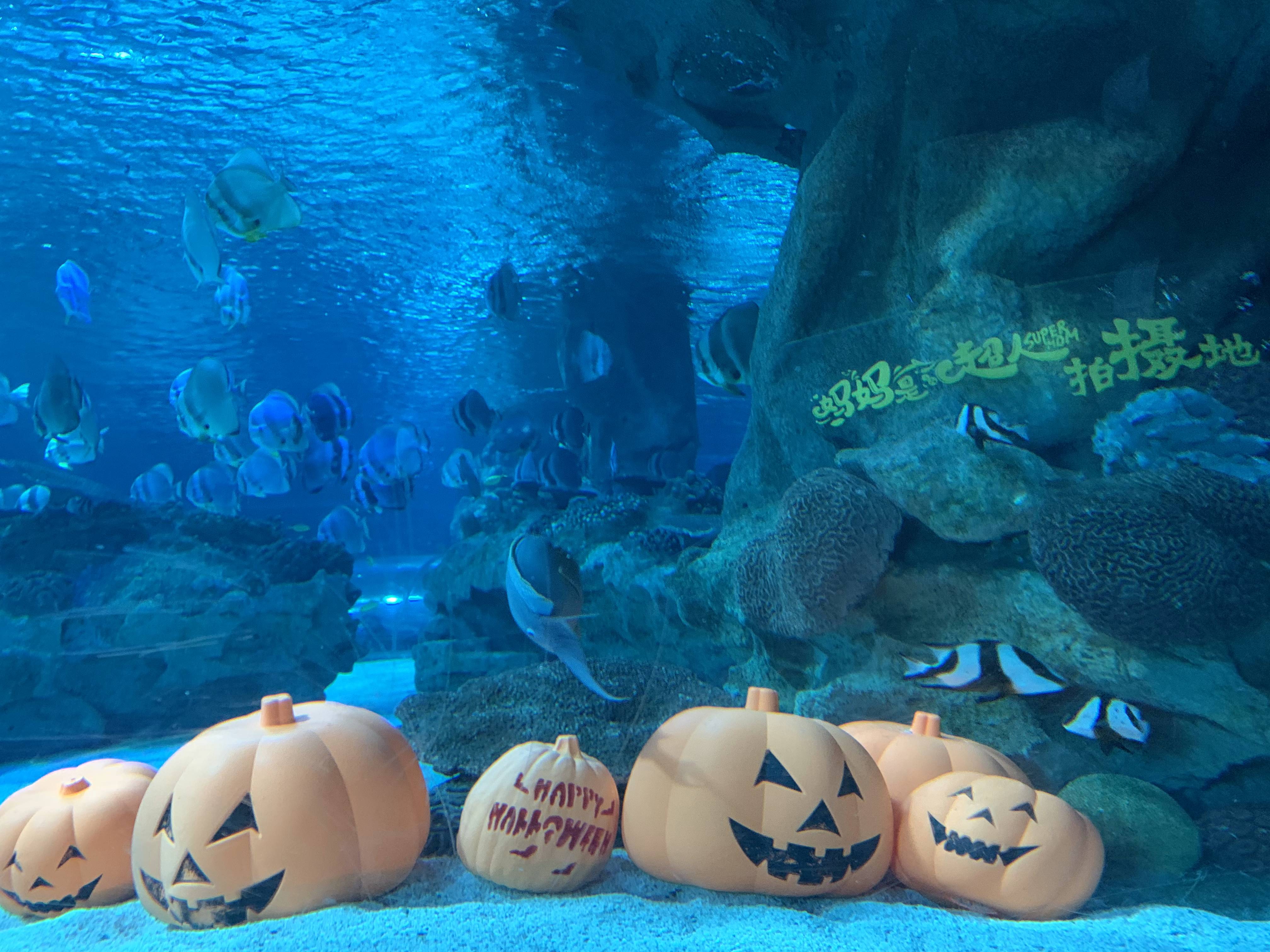 北京富国海底世界周围景点,工体富国海底世界游览攻略