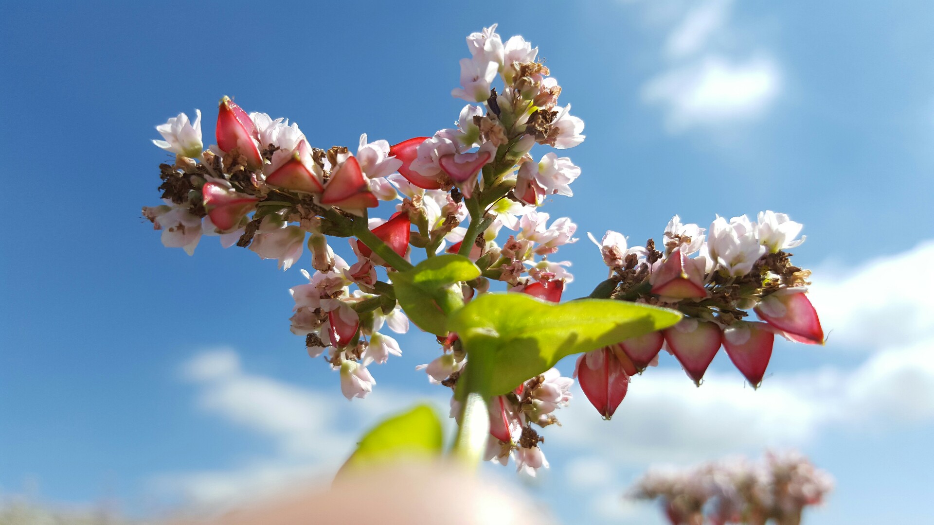 荞麦与荞麦花,荞麦花和荞麦粒