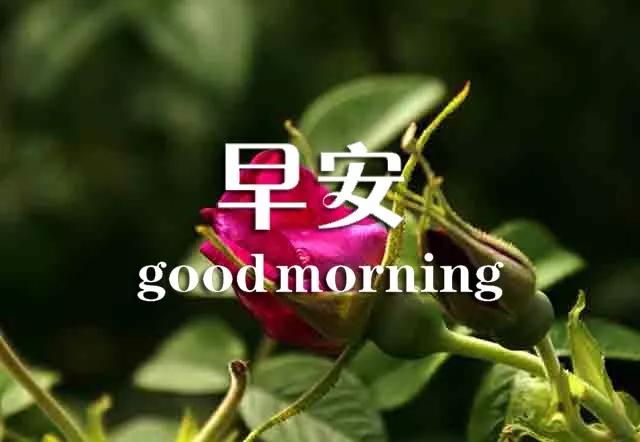 早上好心灵鸡汤正能量语句,早上好的励志句子心灵鸡汤