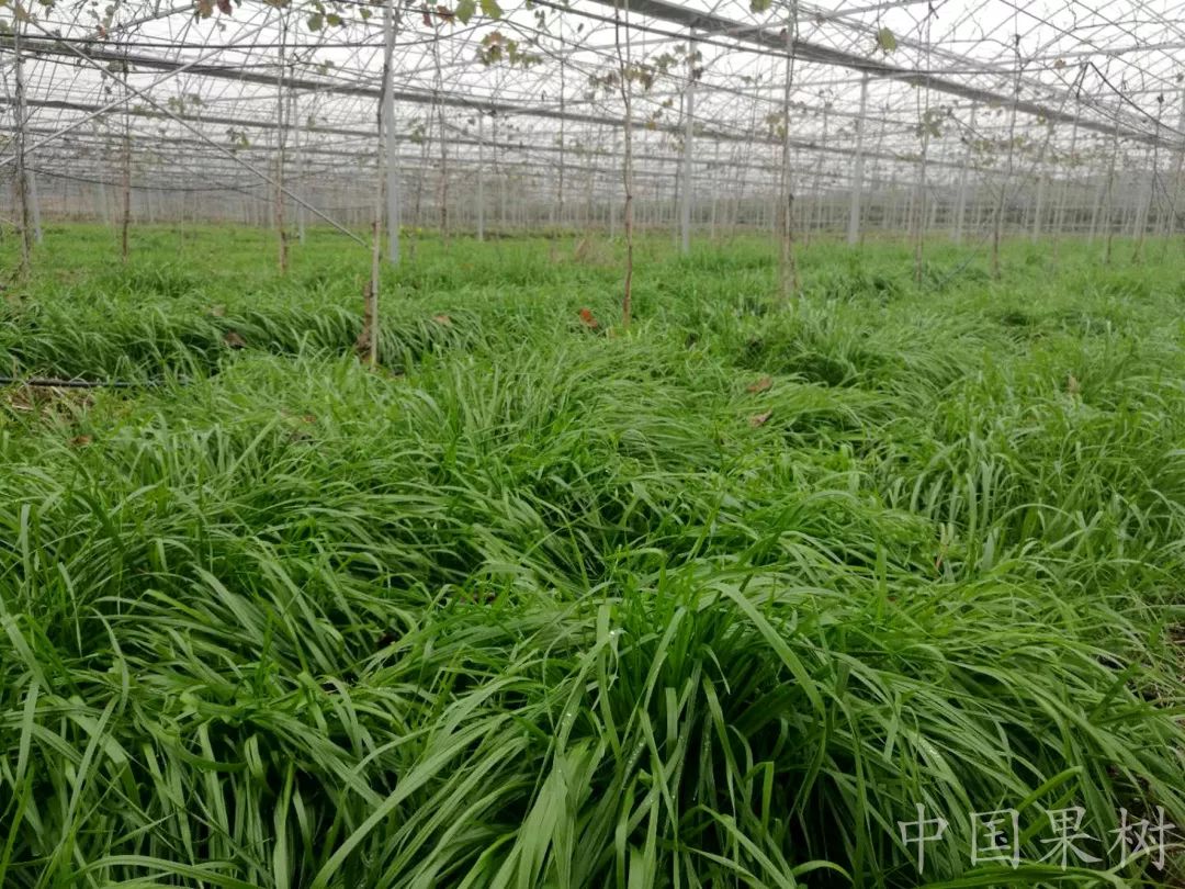 巨峰葡萄控旺技术视频,巨峰葡萄栽培管理技术