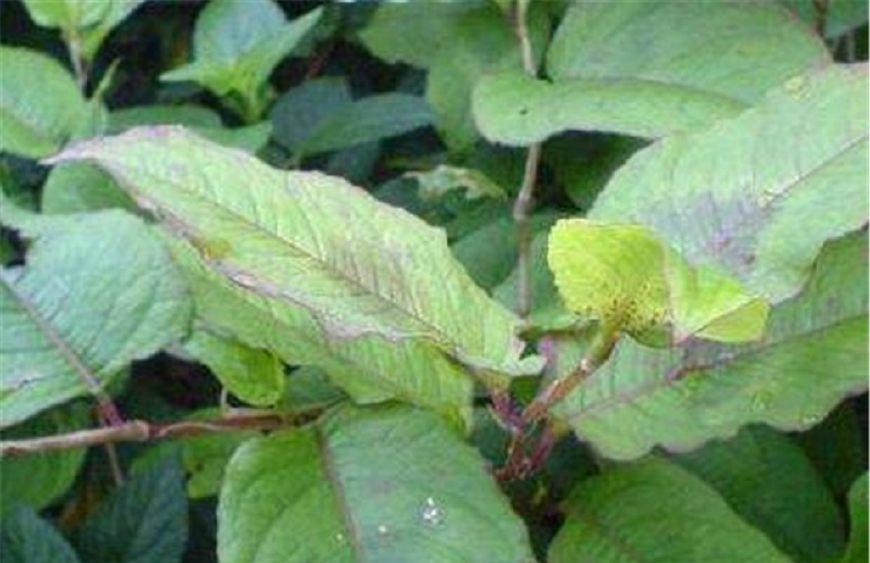 春季踏青路边的野草不能随便吃,外出踏青这些植物不能摸