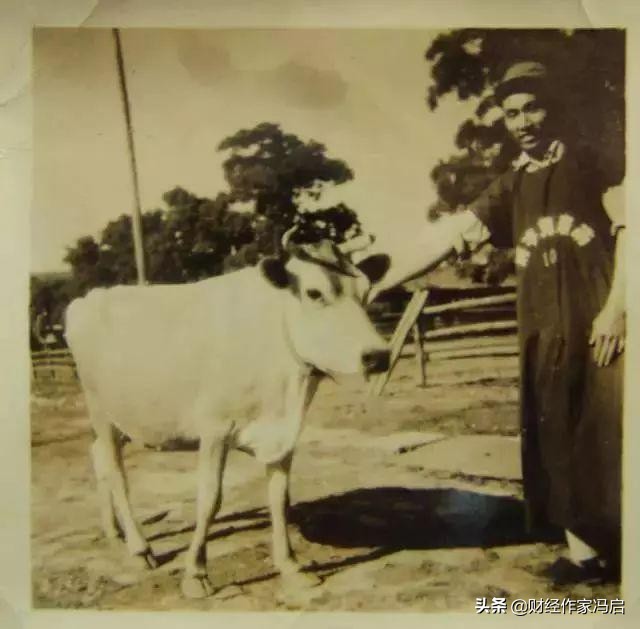 中国乳业之殇,中国乳业十年