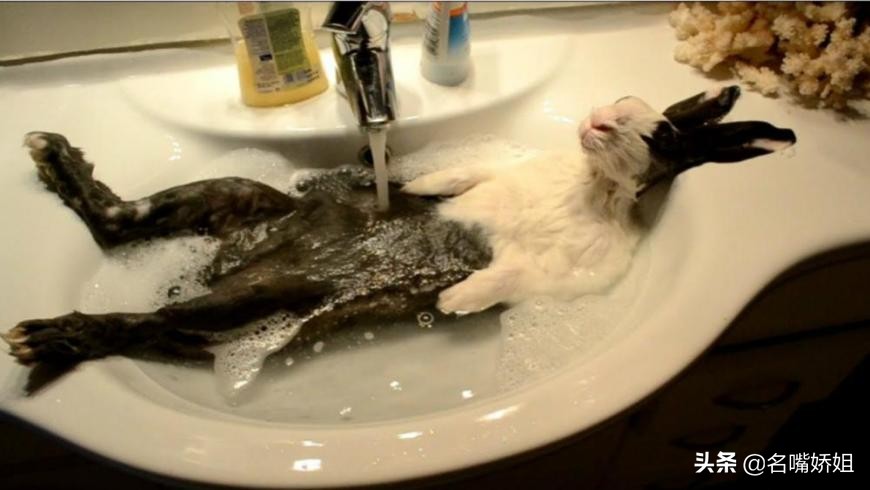 为啥兔子不能洗澡,兔子为什么一洗澡就死翘翘