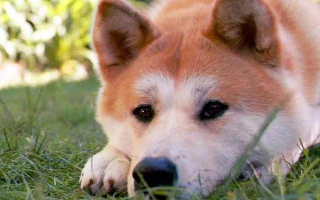 关于狗狗的错误说法,关于狗狗的问题的视频