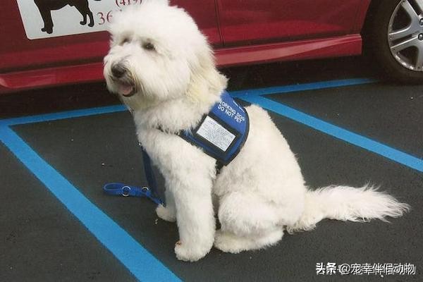 导盲犬到底有多难变成导盲犬,哪些品种的狗狗可以当导盲犬