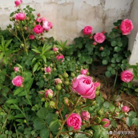 艾拉绒球小苗养护,艾拉绒球室内养殖方法