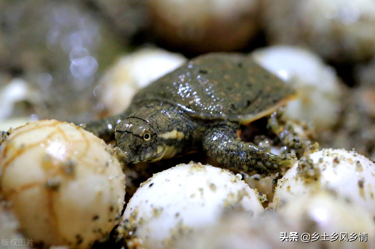 养甲鱼的绝密配方,养甲鱼高产技术