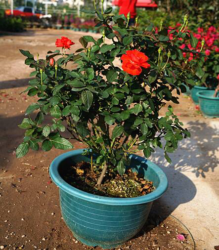 玫瑰老桩怎么养才花繁叶茂,老桩玫瑰长芽后怎么养