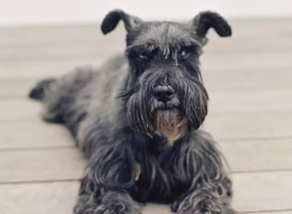 迷你雪纳瑞是什么犬种,迷你雪纳瑞的品种简介