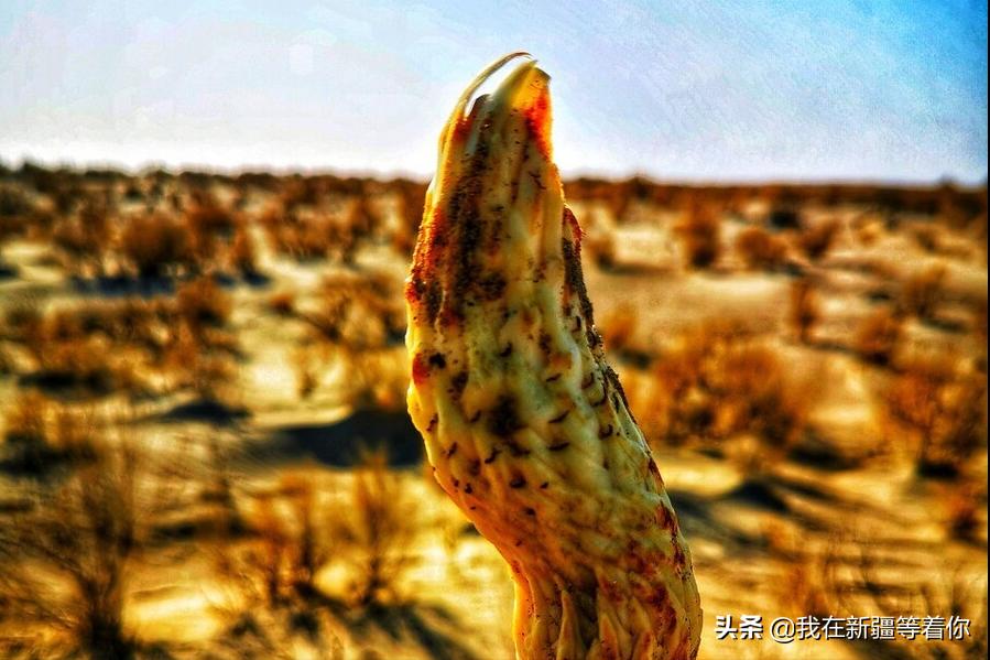 农民种植万亩大棚利润多少,种植100亩葡萄赚百万