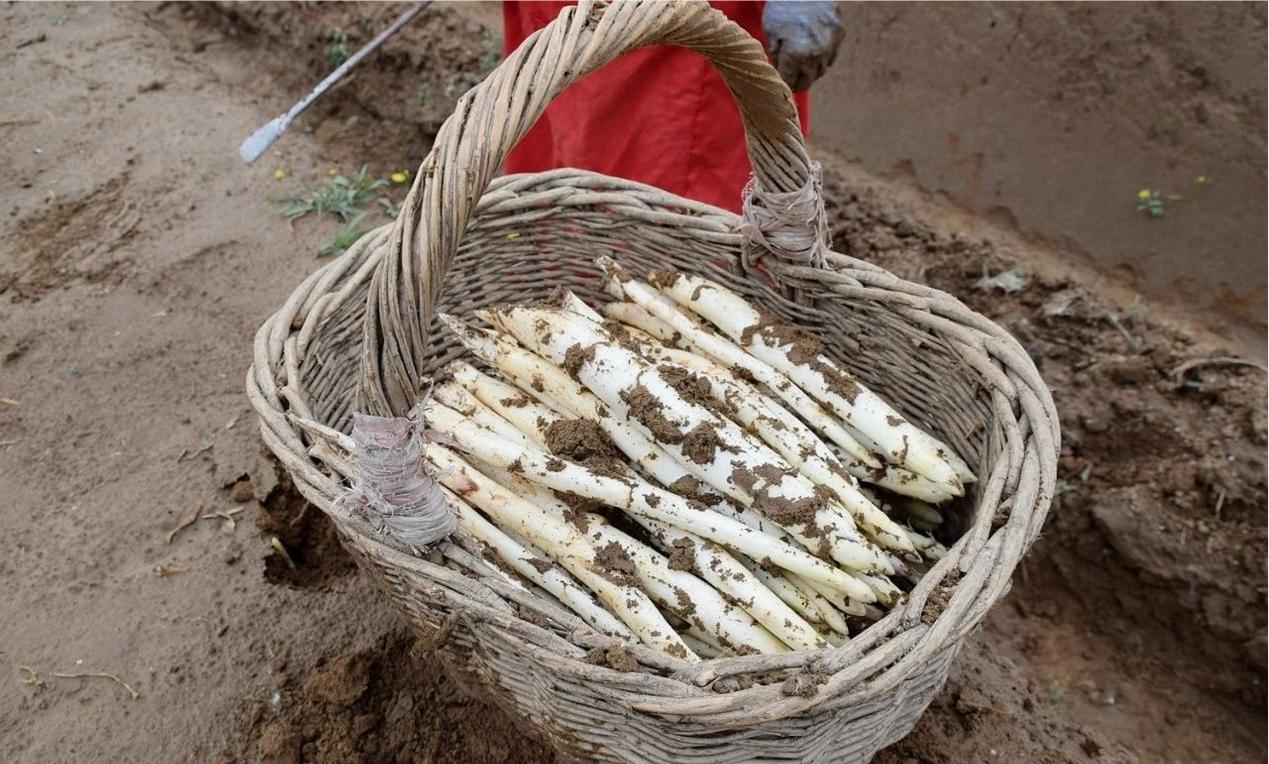 蔬菜芦笋的功效,芦笋蔬菜之王