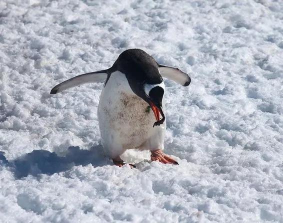 地球妈妈生病了故事,地球变暖冰川融化企鹅