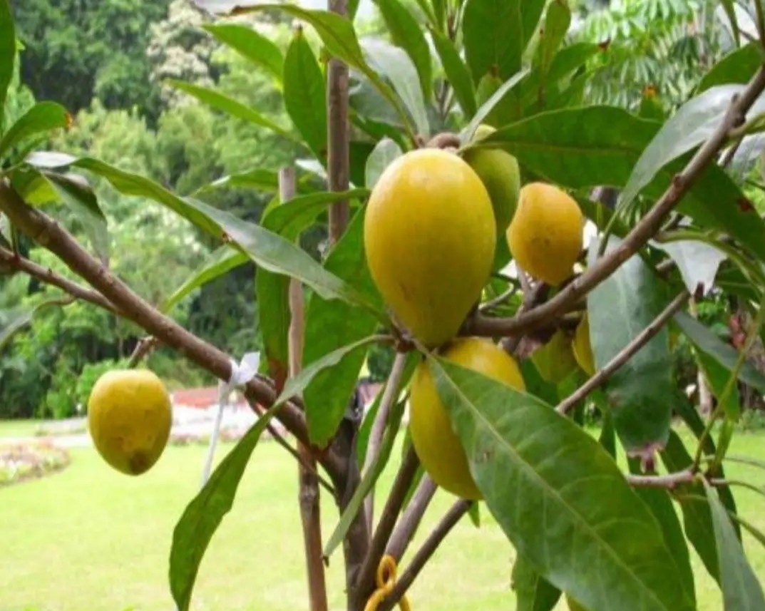 目前农村种植什么水果最好赚钱,目前种植什么水果最有前景
