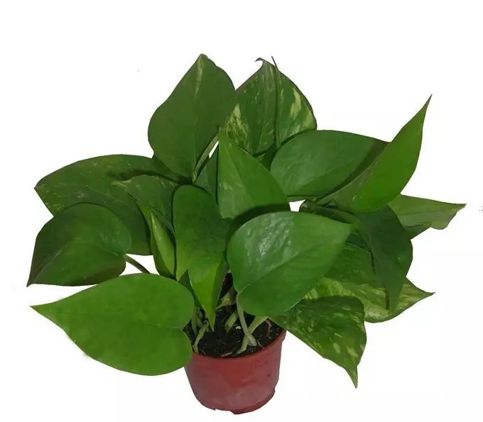 pvc塑料绿植,绿植盆里的塑料