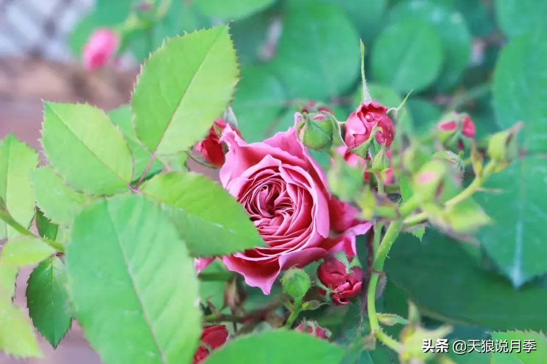 如何打造四季开花的花园,如何打造四季都有花的花园