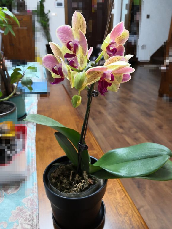 如何养好蝴蝶兰需要用什么肥料,蝴蝶兰的养育方法