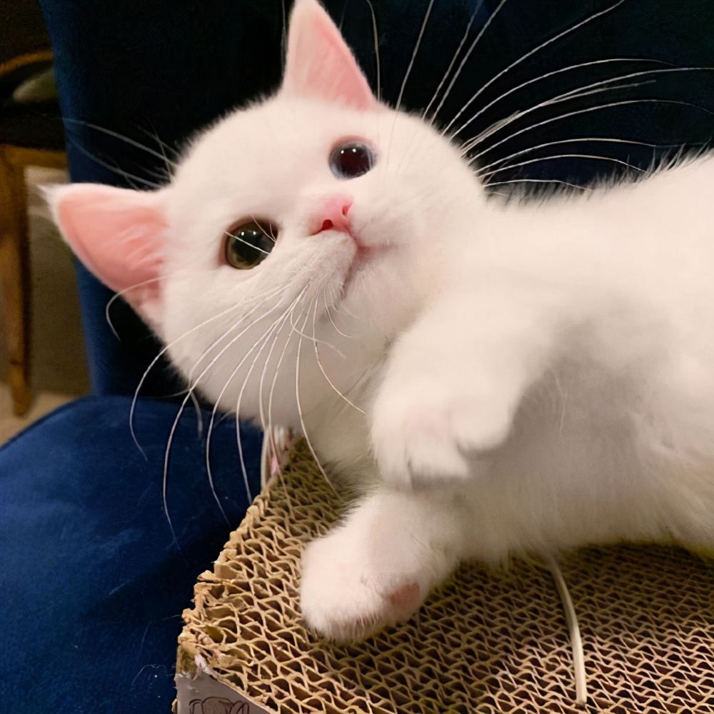 有招财意思的宠物名,寓意发财的宠物名字