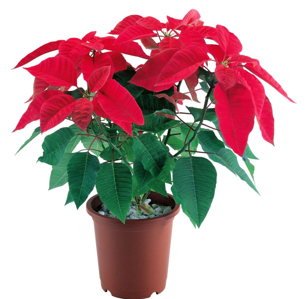 好养的盆栽花卉大全,人养花花