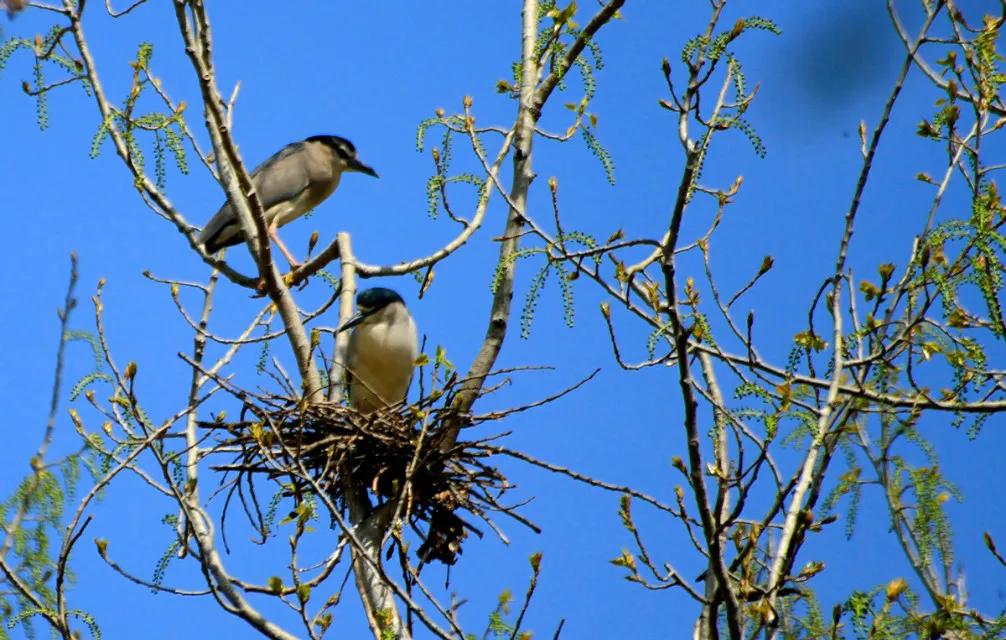 曹县魏湾镇各村姓氏分布,曹县魏湾地名