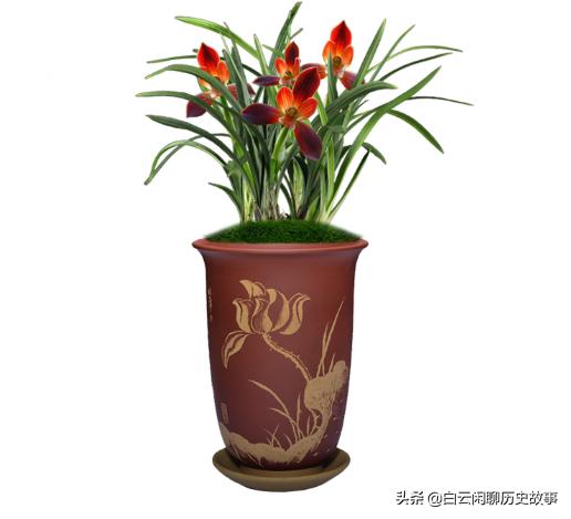 红河红兰花好养活吗,红河红开花惊艳养护简单