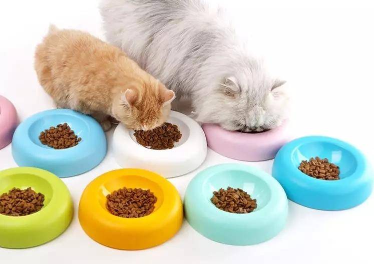 怎样写一份完美的养猫手册,新手养猫手册怎么写