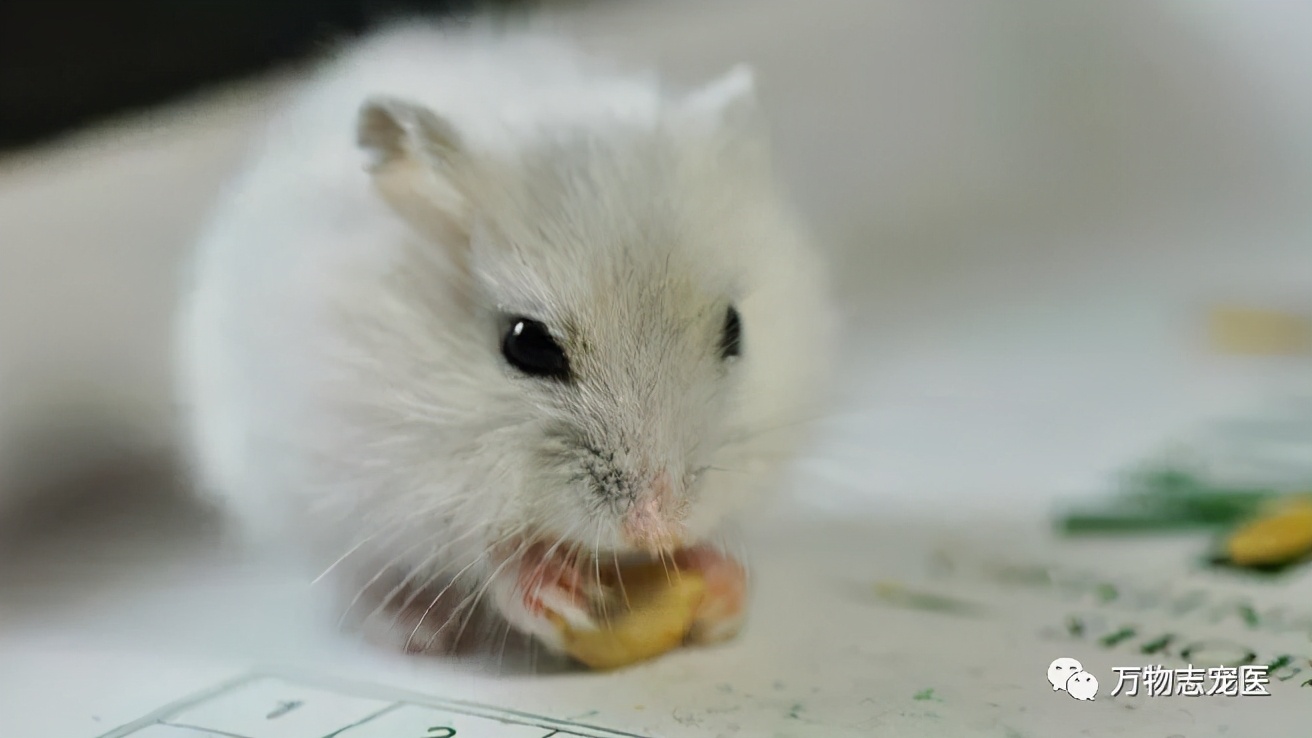 常见仓鼠疾病图片高清可爱,养仓鼠患呼吸道疾病