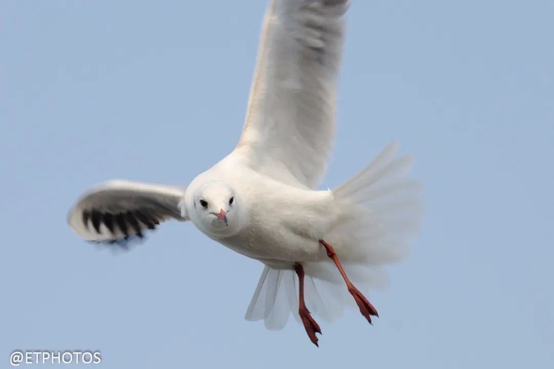 尼康单反型号排列顺序,尼康单反全画幅哪个型号好