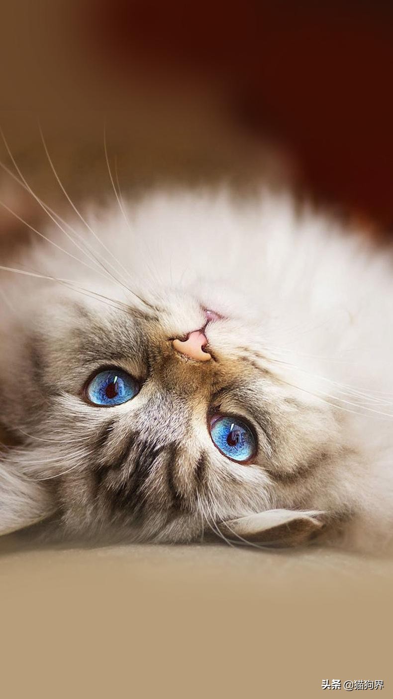 猫咪美毛护理,猫咪美毛攻略