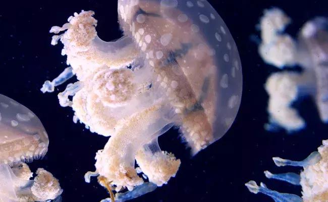 被水母蜇伤后浑身疼痛怎么办,预防水母蜇伤的最佳方法