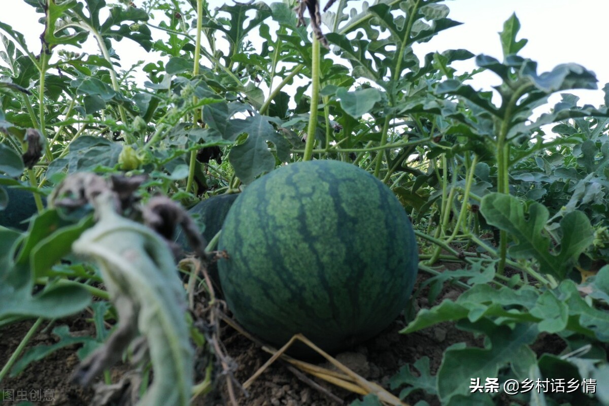 蔬菜实用种植小技巧视频,种植蔬菜最好的小技巧