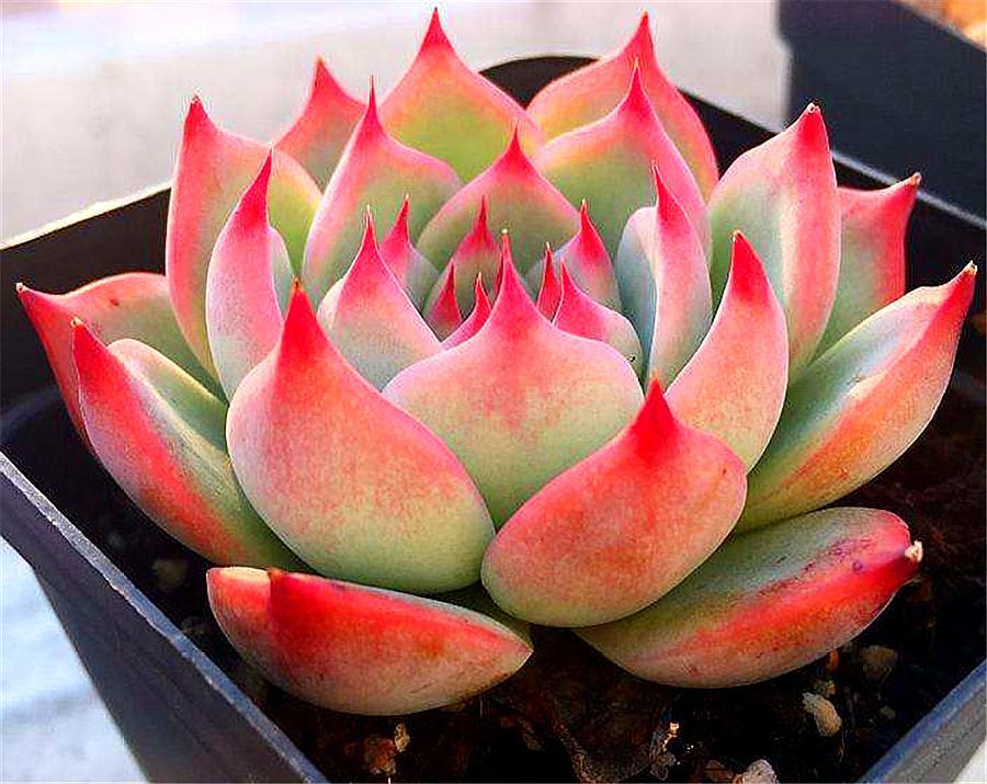 多肉吉娃娃摊大饼是怎么回事,多肉吉娃莲