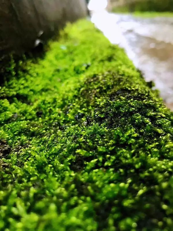 读给你听原文,读给你听