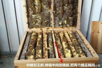 中蜂双王上继箱能夺高产吗,意蜂双王怎么夺高产