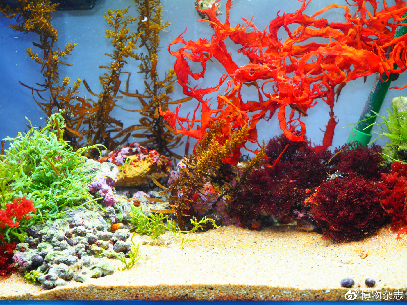 教你做生态鱼缸,教我做生态小鱼缸