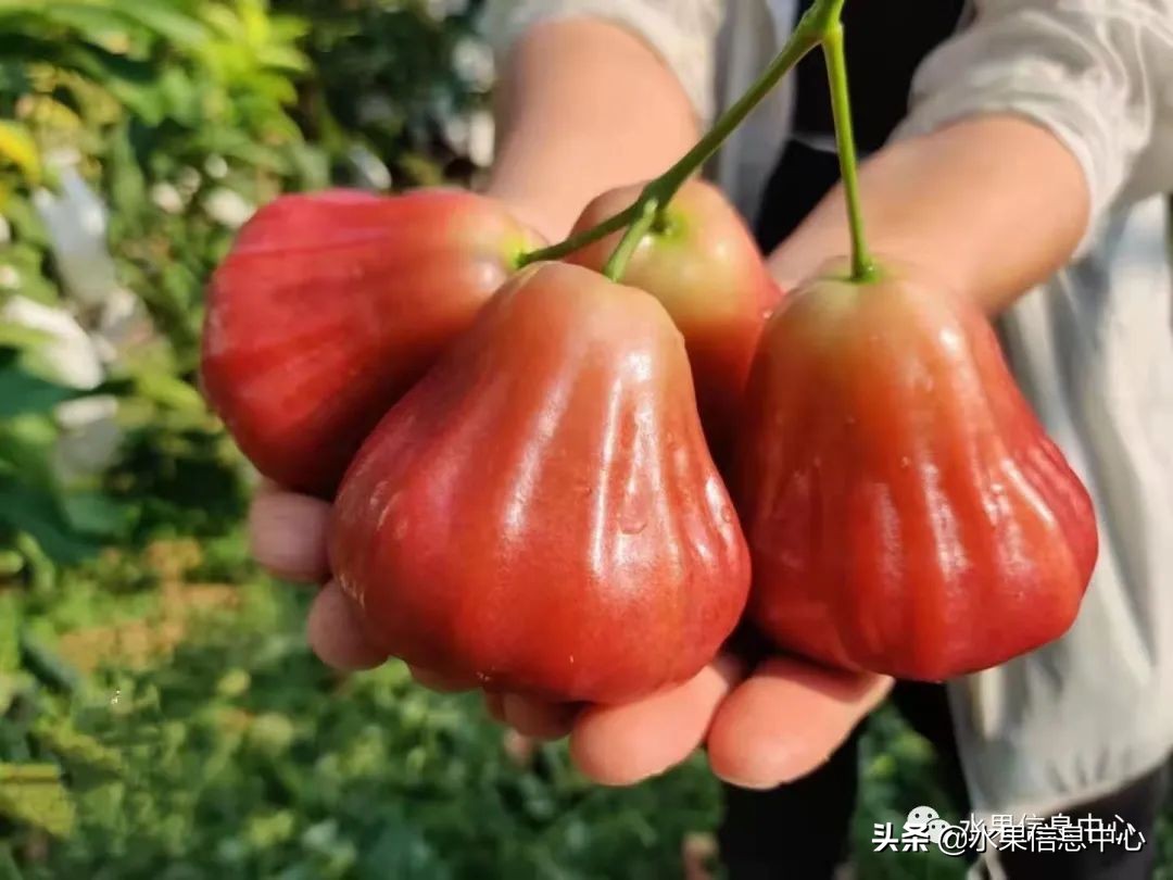 海南水果都有哪些品种图片及名称,海南水果上市时间表赶快收藏吧