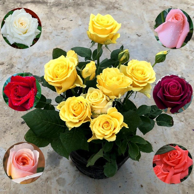 你爱的人不爱你你不爱的人却爱你,你爱的人不爱你你会放弃吗