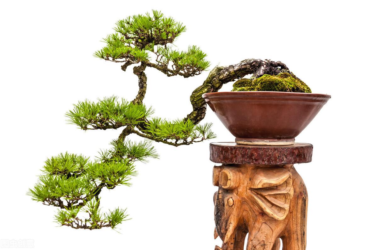 盆景增粗矮化方法黄杨,盆景增粗矮化方法松树