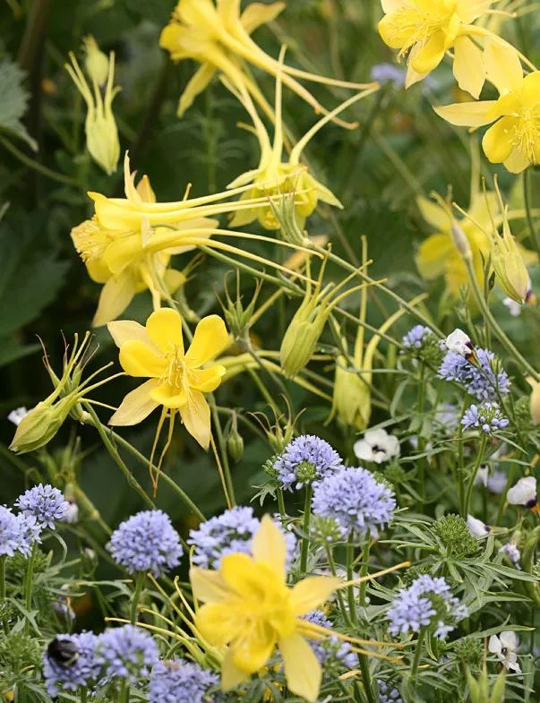干货分享种植小技巧,混合花境设计与种植建议