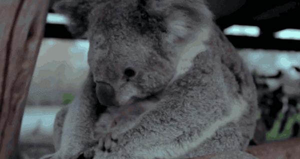 动物为什么会吃掉自己的粪便,动物吃粪便的原因