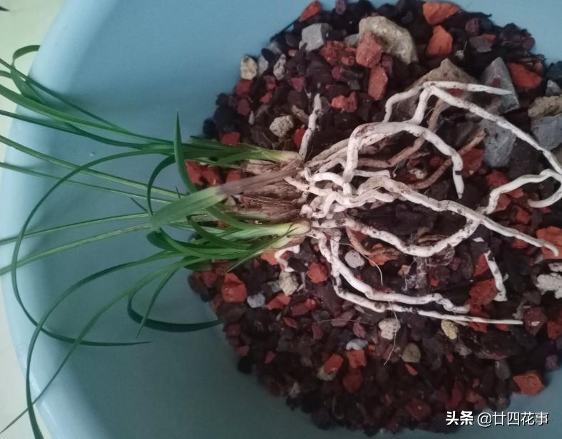 赤诚兰花上盆技巧,兰花如何养出爆盆的水晶根
