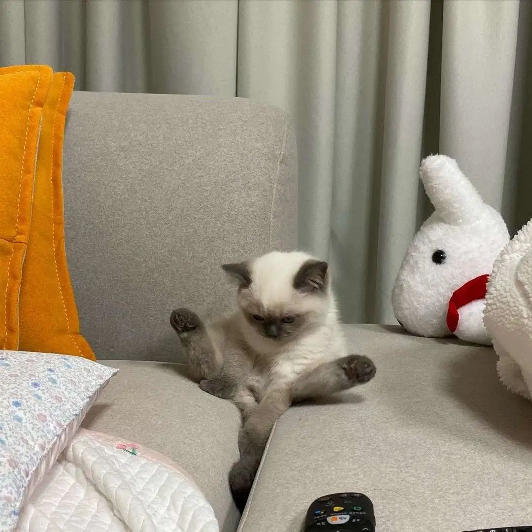 煤老板爆红完整版,煤老板ins