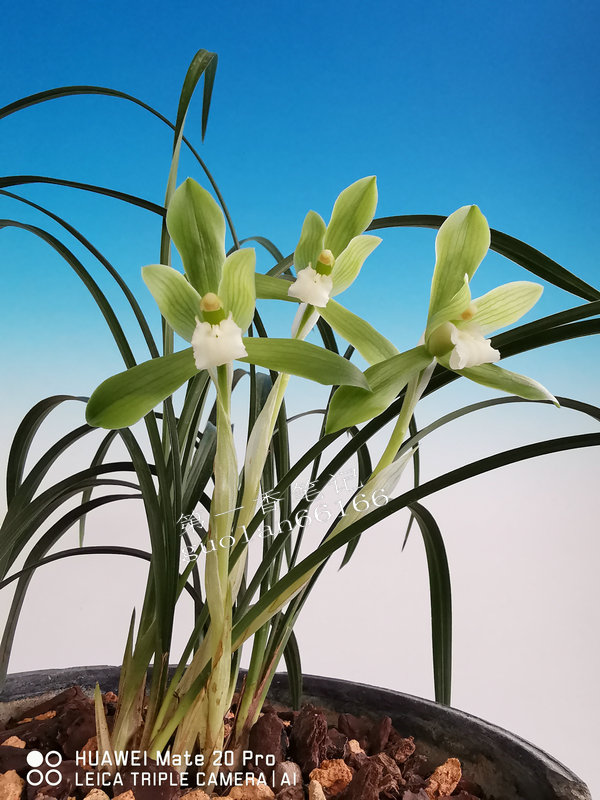 兰花交易形态分析,兰花交易28亿