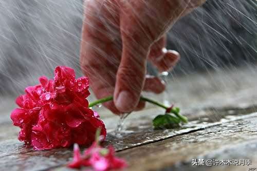 地栽月季水浇多了烂根怎么补救,藤本月季大苗烂根快速恢复方法