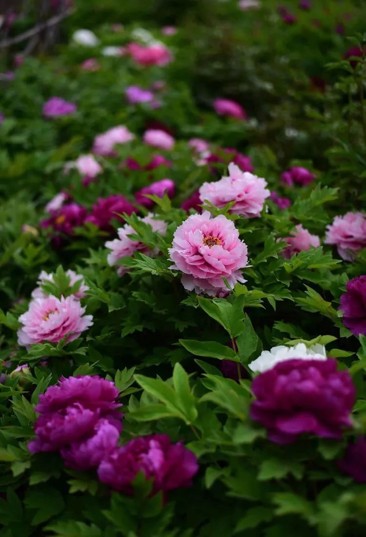 五一假期潍坊赏花踏青地推荐！这8个小众的绝美之地，一定要去走一走啊...