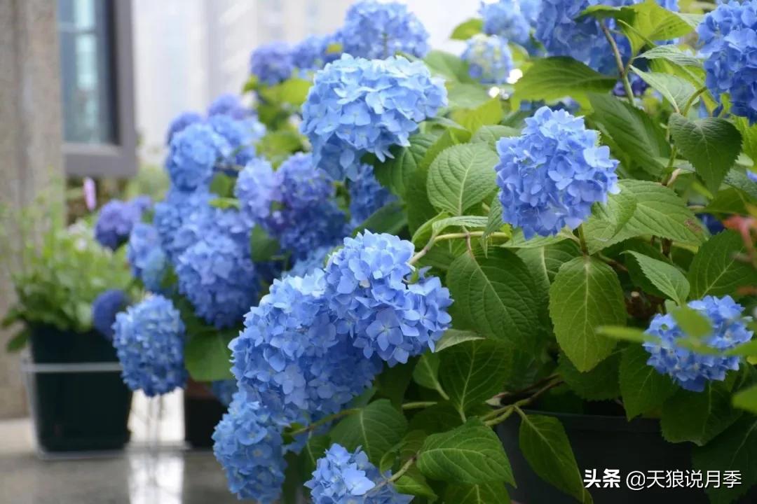 圆滚滚的绣球，瀑布般的花墙，这届花友也太会种花了吧