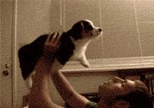 狗狗和狗狗会聊天吗,如何向猫咪表达爱意