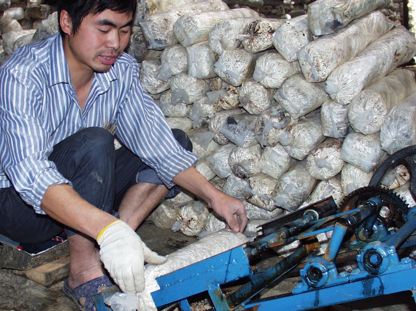 香菇菌棒养菌期被雨水泡了怎么办,香菇菌棒黄霉菌怎么处理
