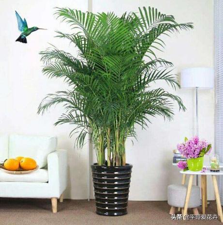 吸甲醛绿植室内组合,适合冬天放客厅吸甲醛的绿植排名