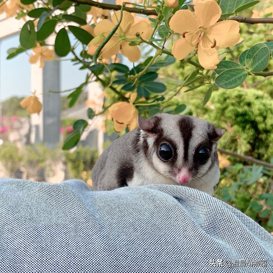 怎么看蜜袋鼯性格好不好,蜜袋鼯皮毛颜色