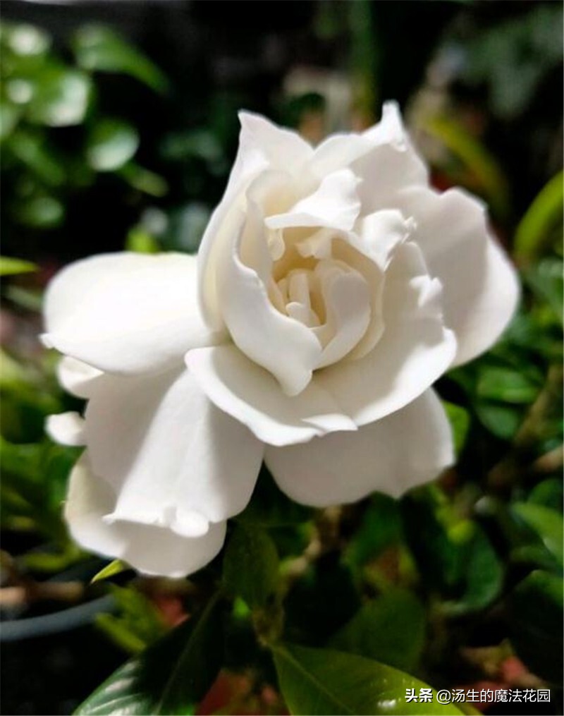 三招让你开爆花,栀子花如何快速爆花